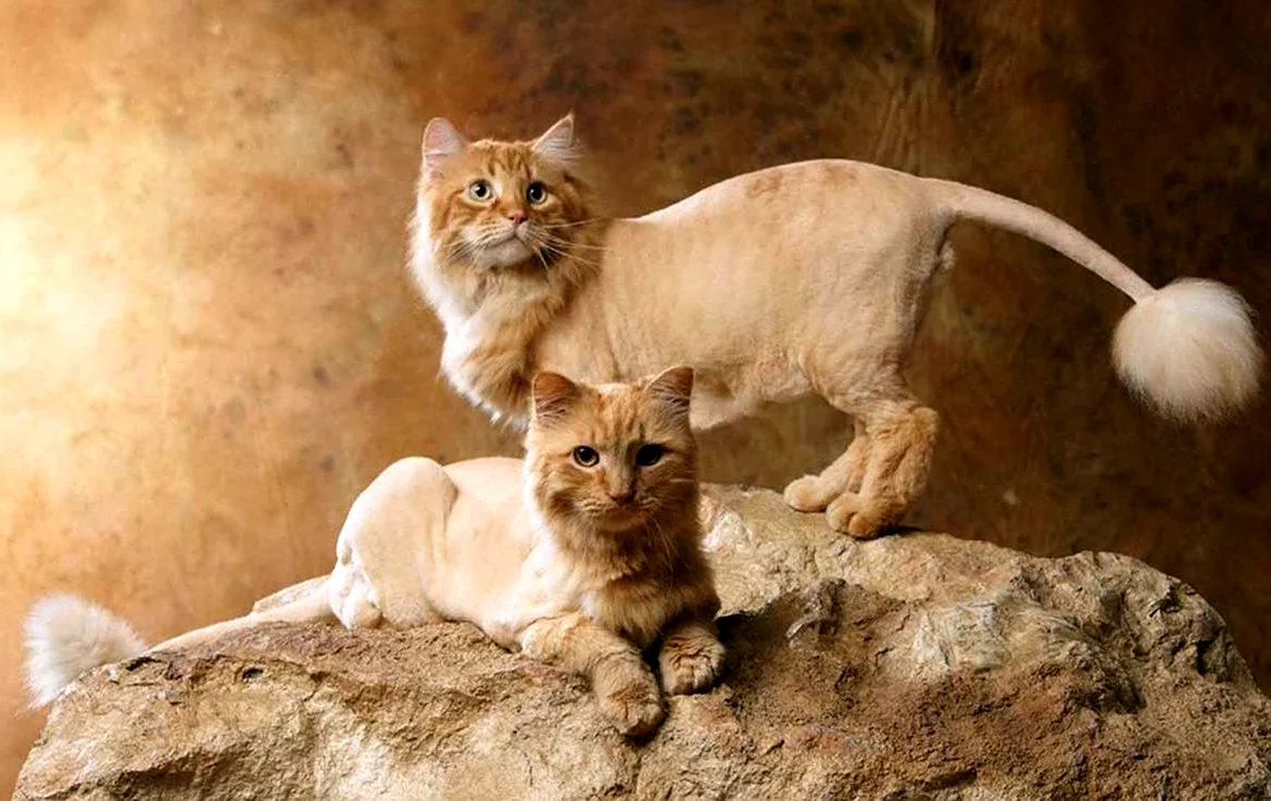 Кот подстриженный под Льва