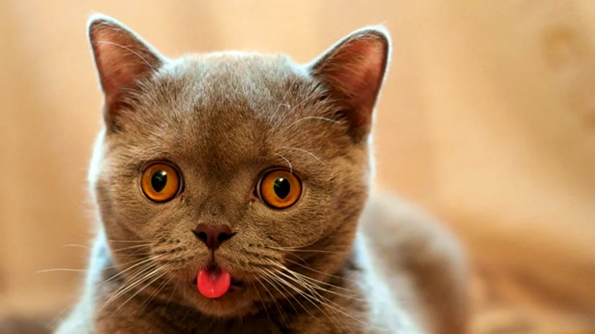 Кот показывает язык трубочкой
