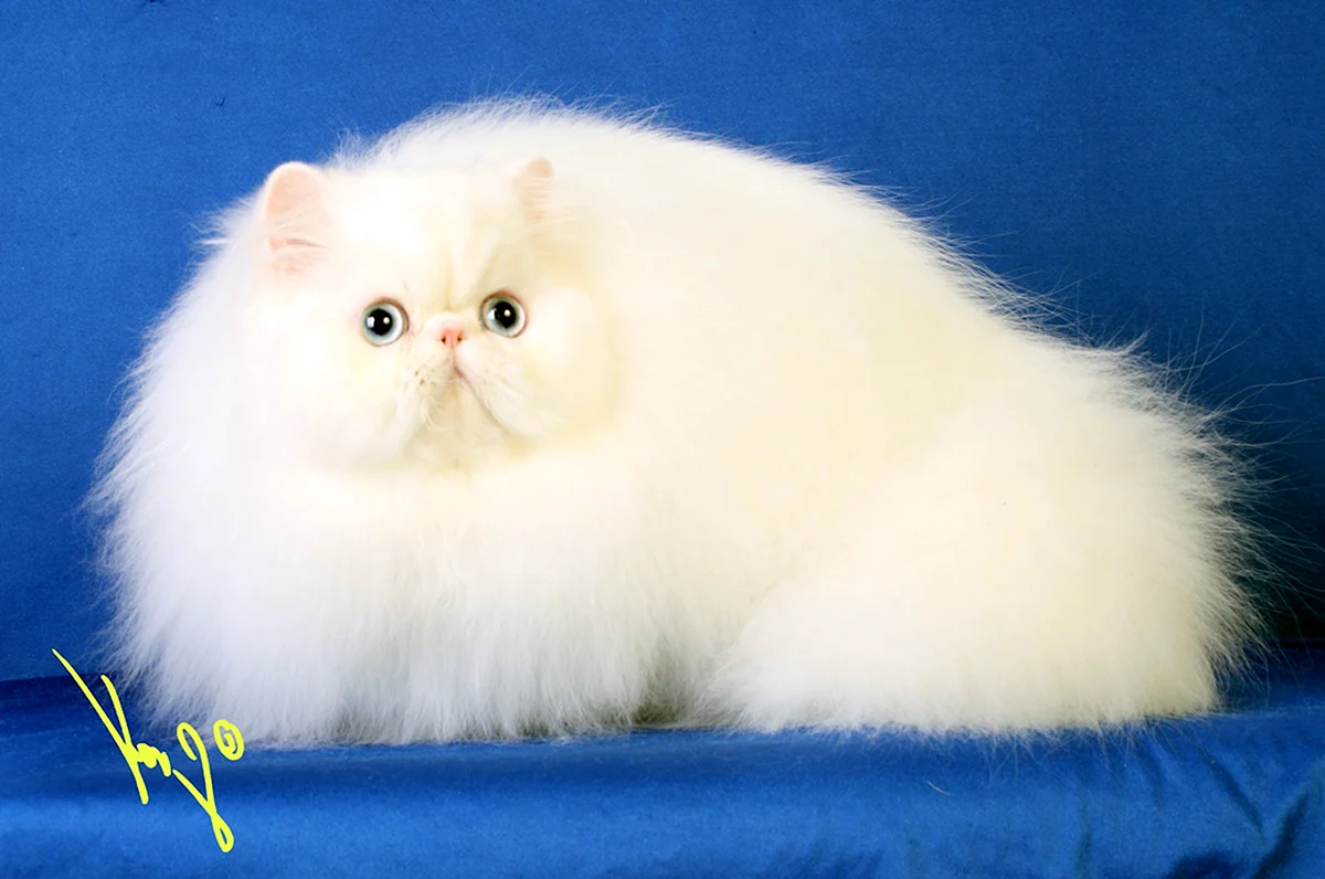 Кот породы персидский белый