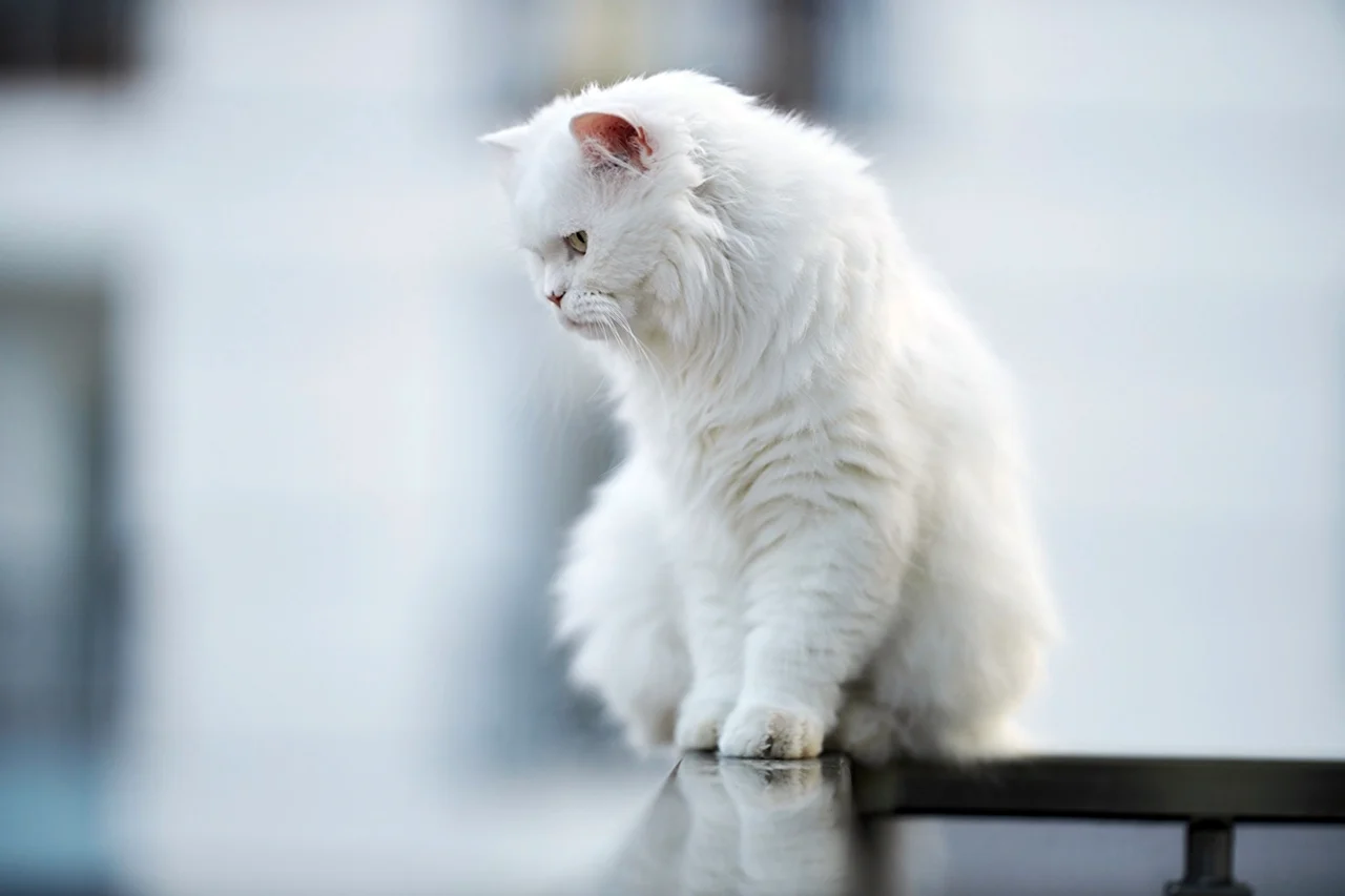 Кот пушистый белый