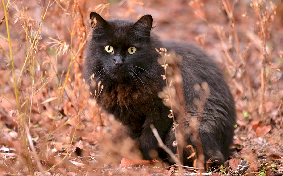 Кот пушистый чёрный