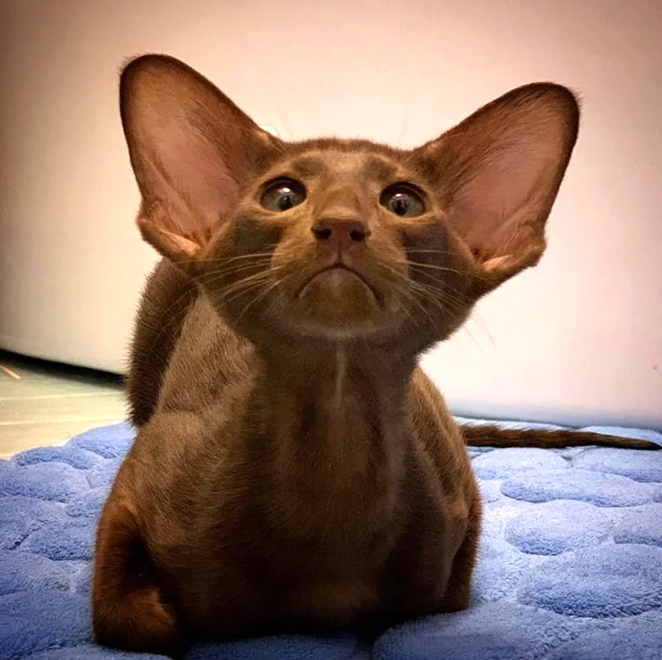 Кот с большими ушами порода Ориентал