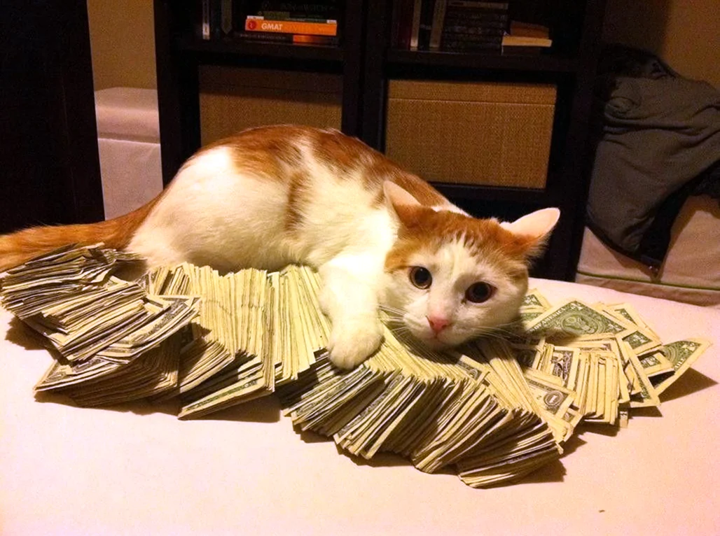 Кот с деньгами