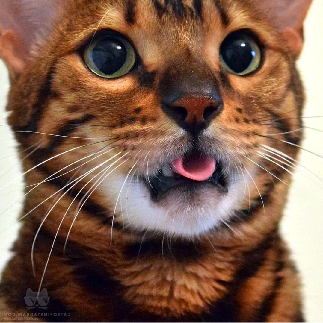 Кот с языком в трубочку