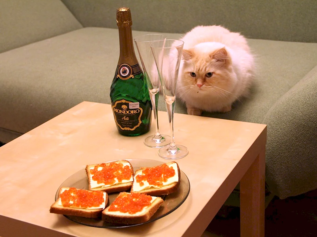 Кот с икрой и шампанским