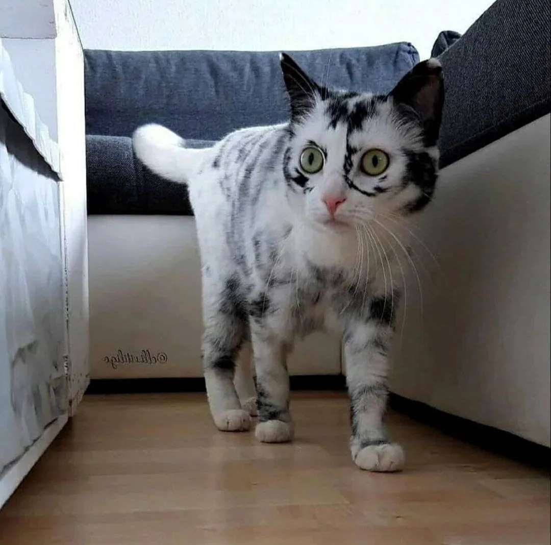 Кот с необычной внешностью