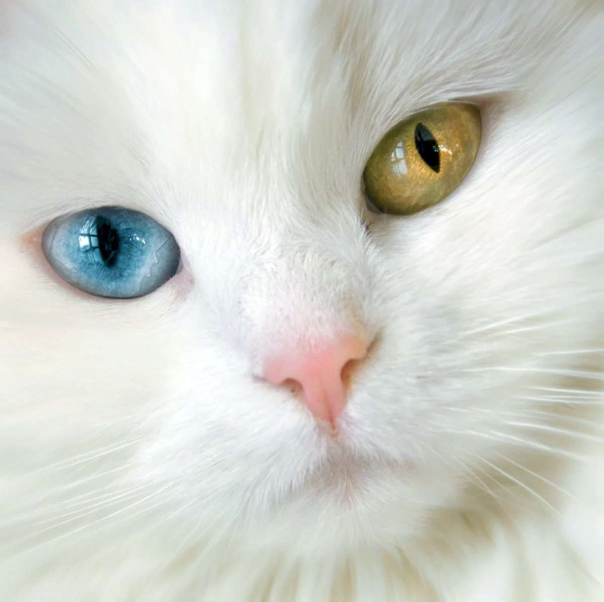 Кот с разными глазами