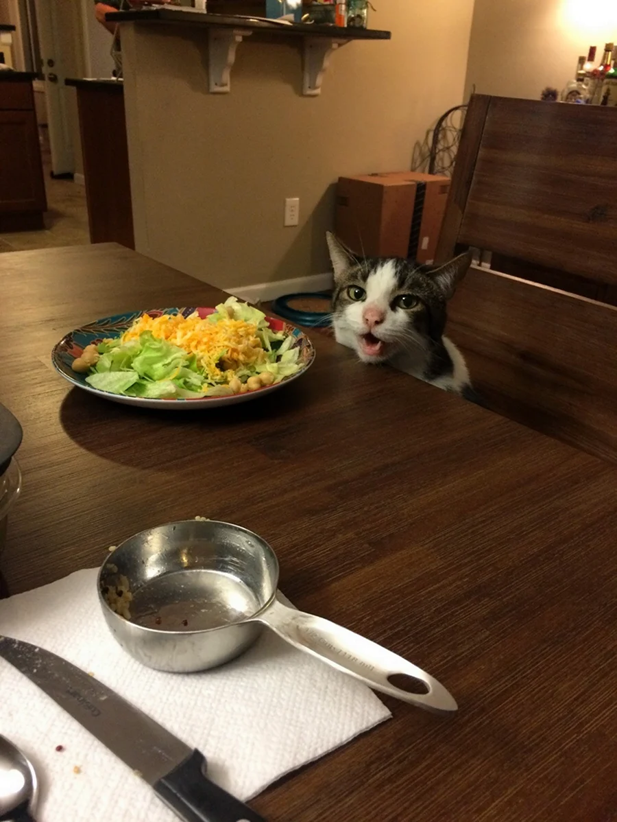 Кот с салатом