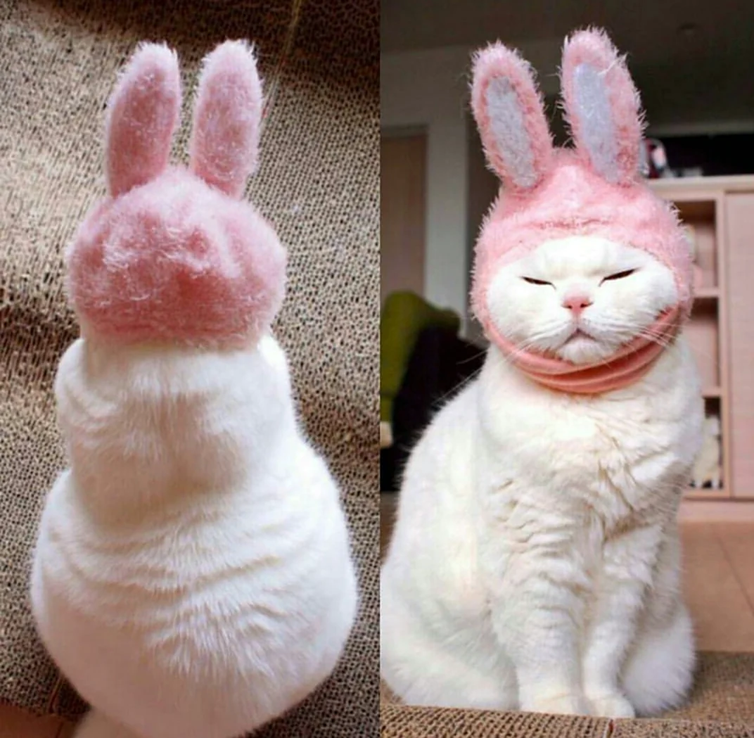 Кот с ушами зайца