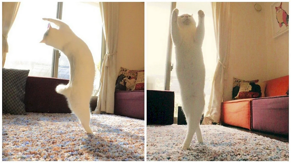 Кот танцует дома