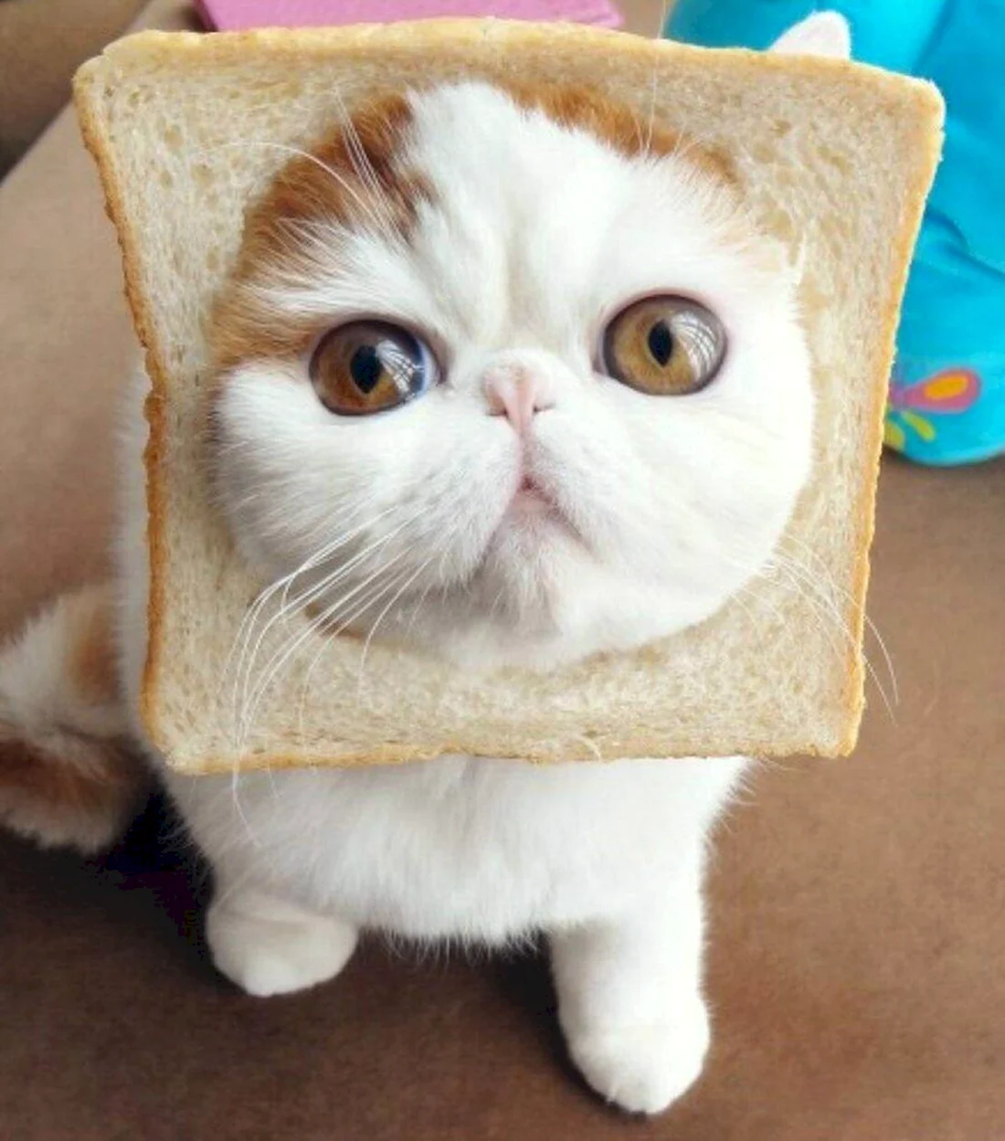 Кот в хлебушке