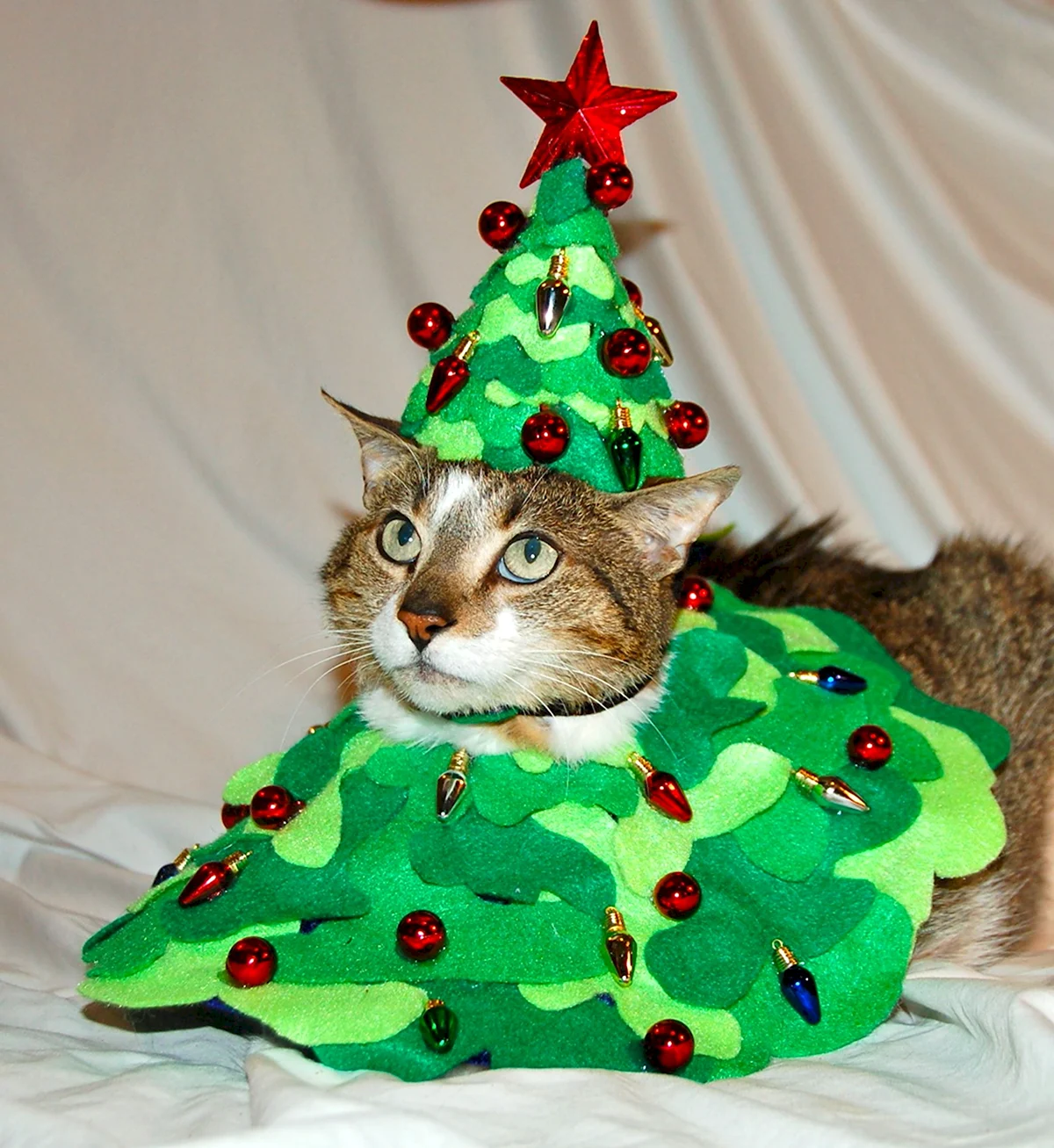 Кот в костюме елки