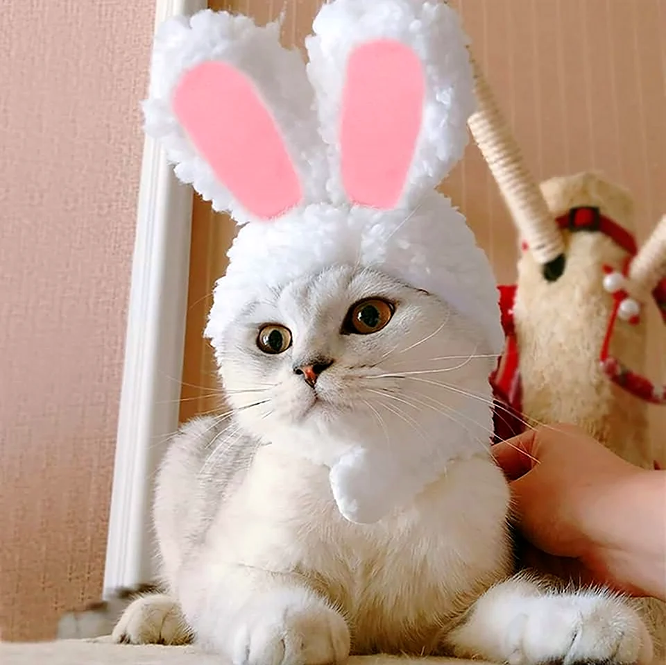 Кот в костюме кролика