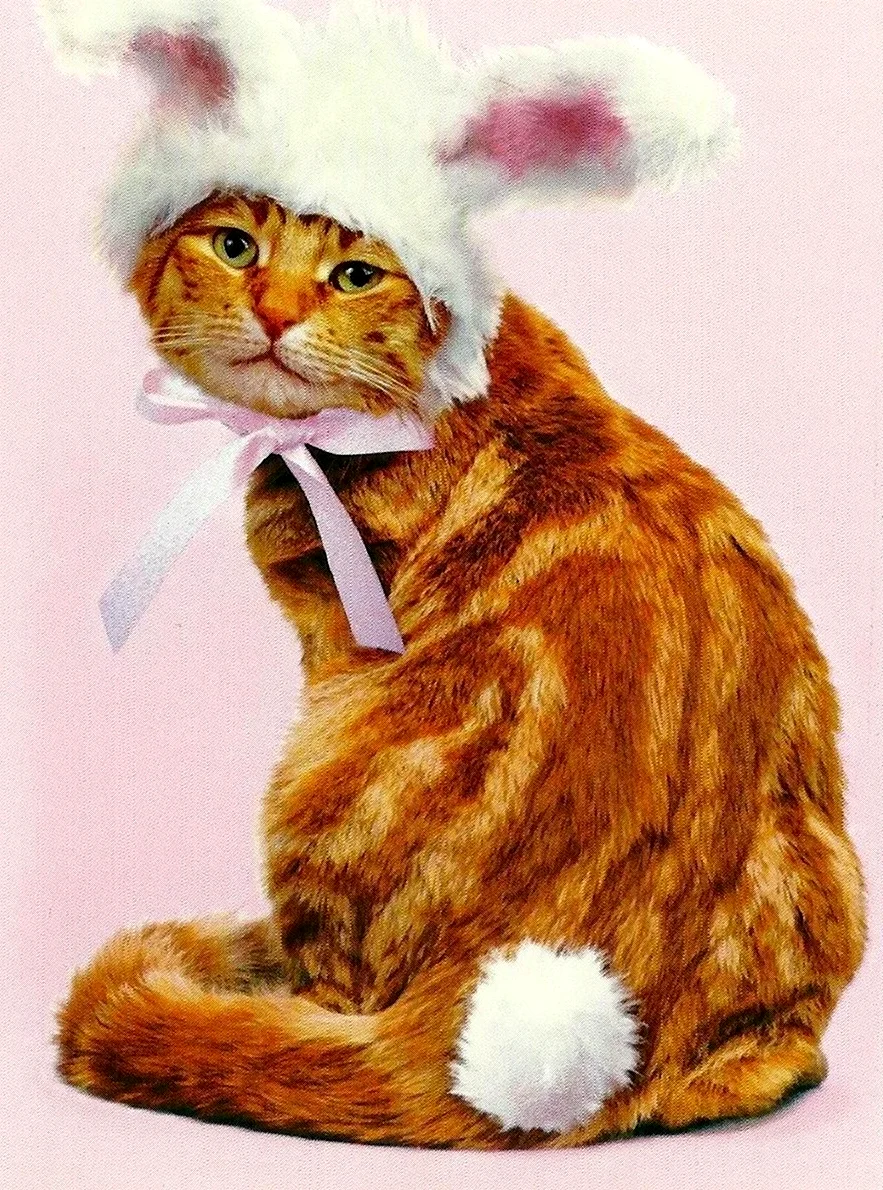 Кот в костюме зайца