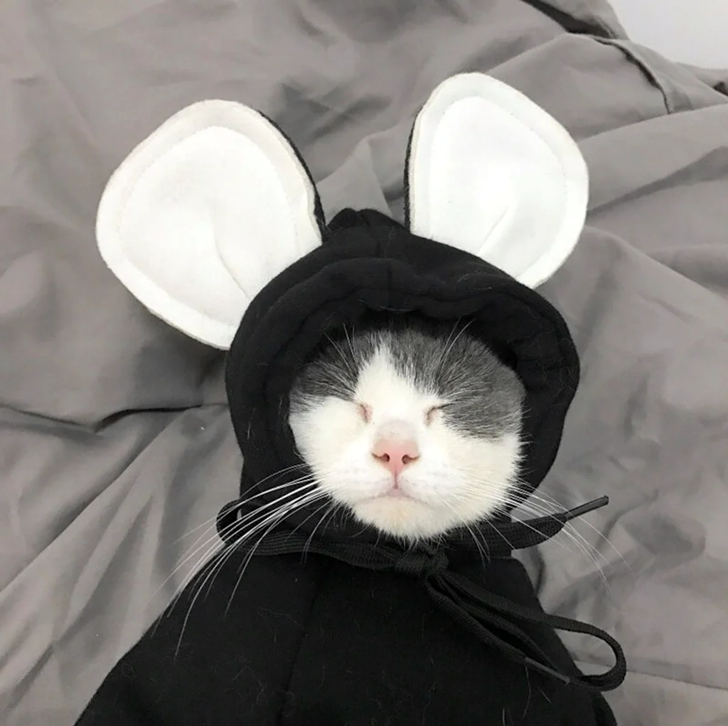 Кот в костюме зайца
