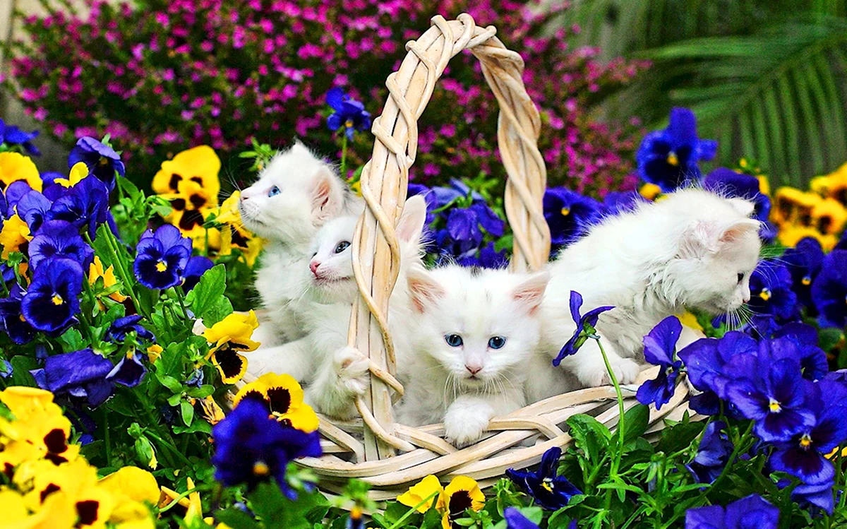 Кот в цветах