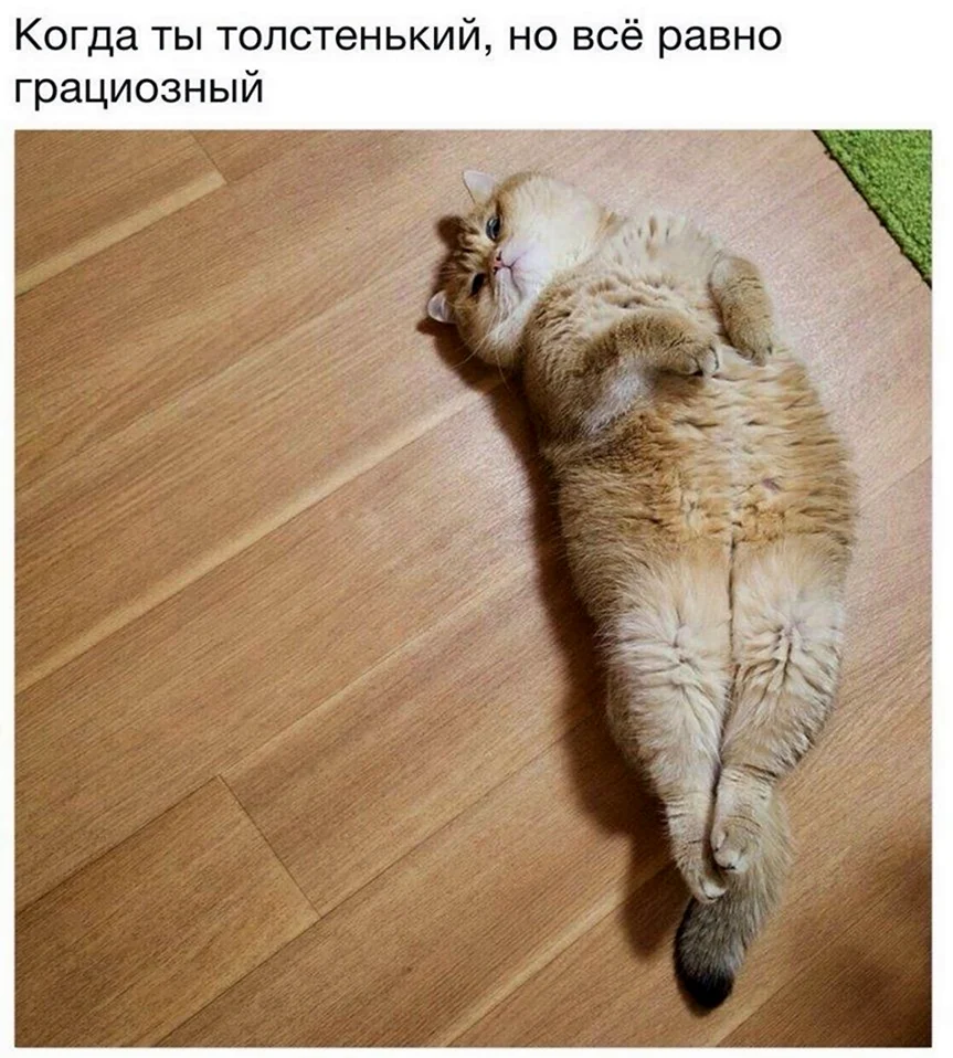 Кот валяется на полу