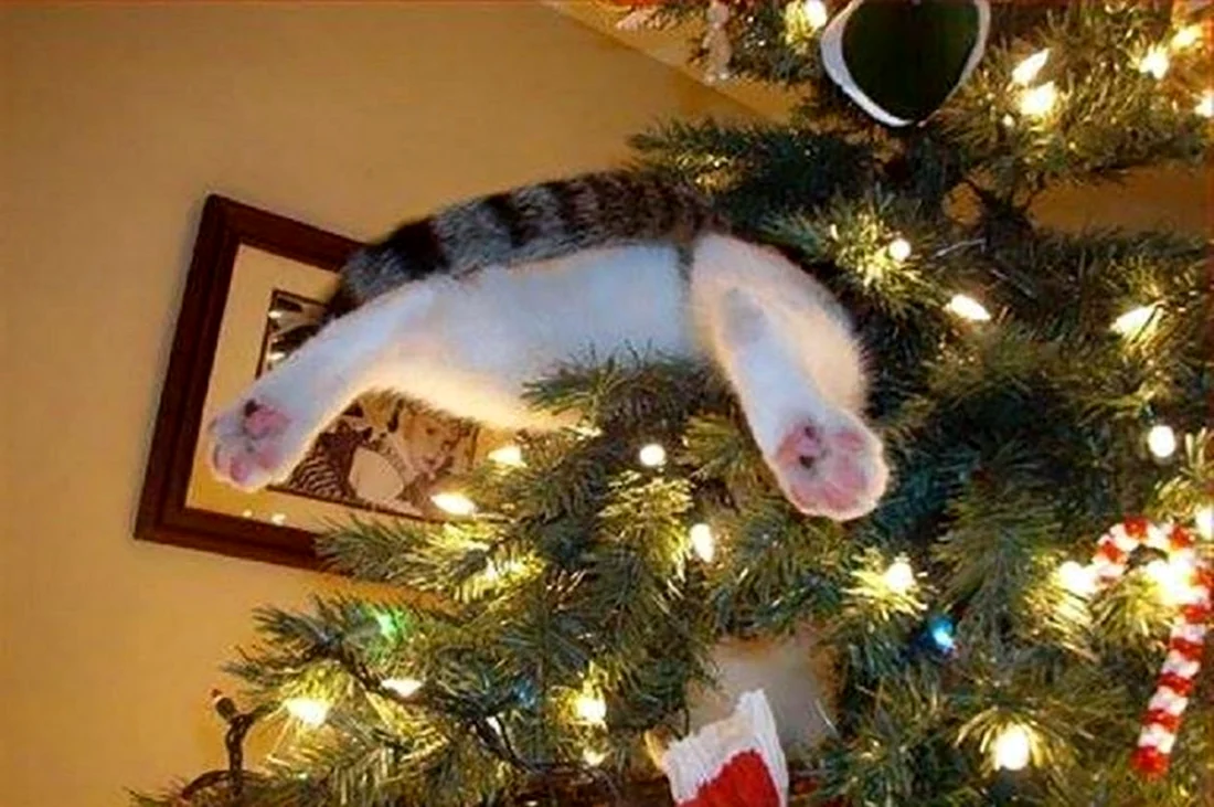 Кот застрял в елке