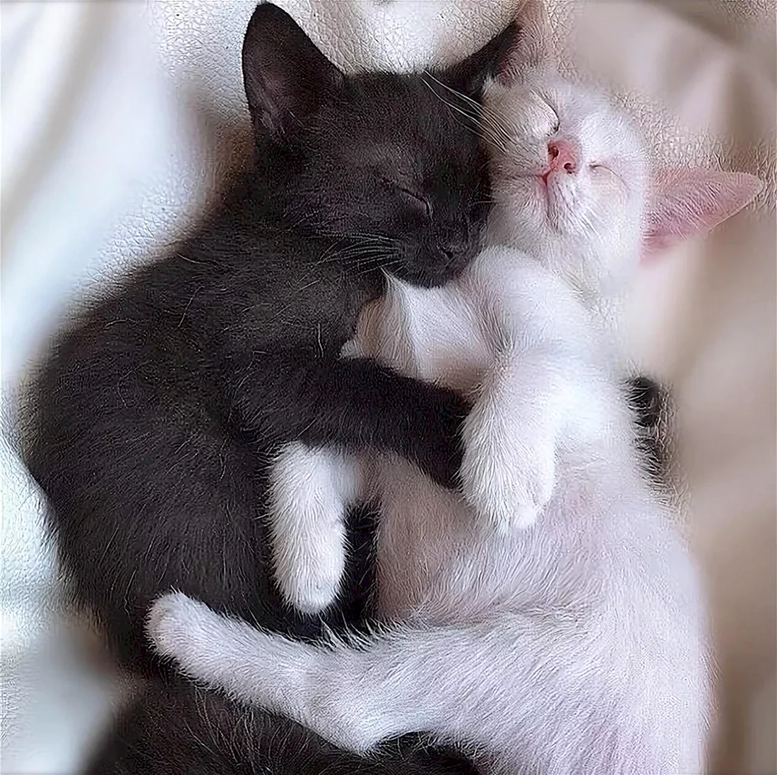 Котейки обнимаются