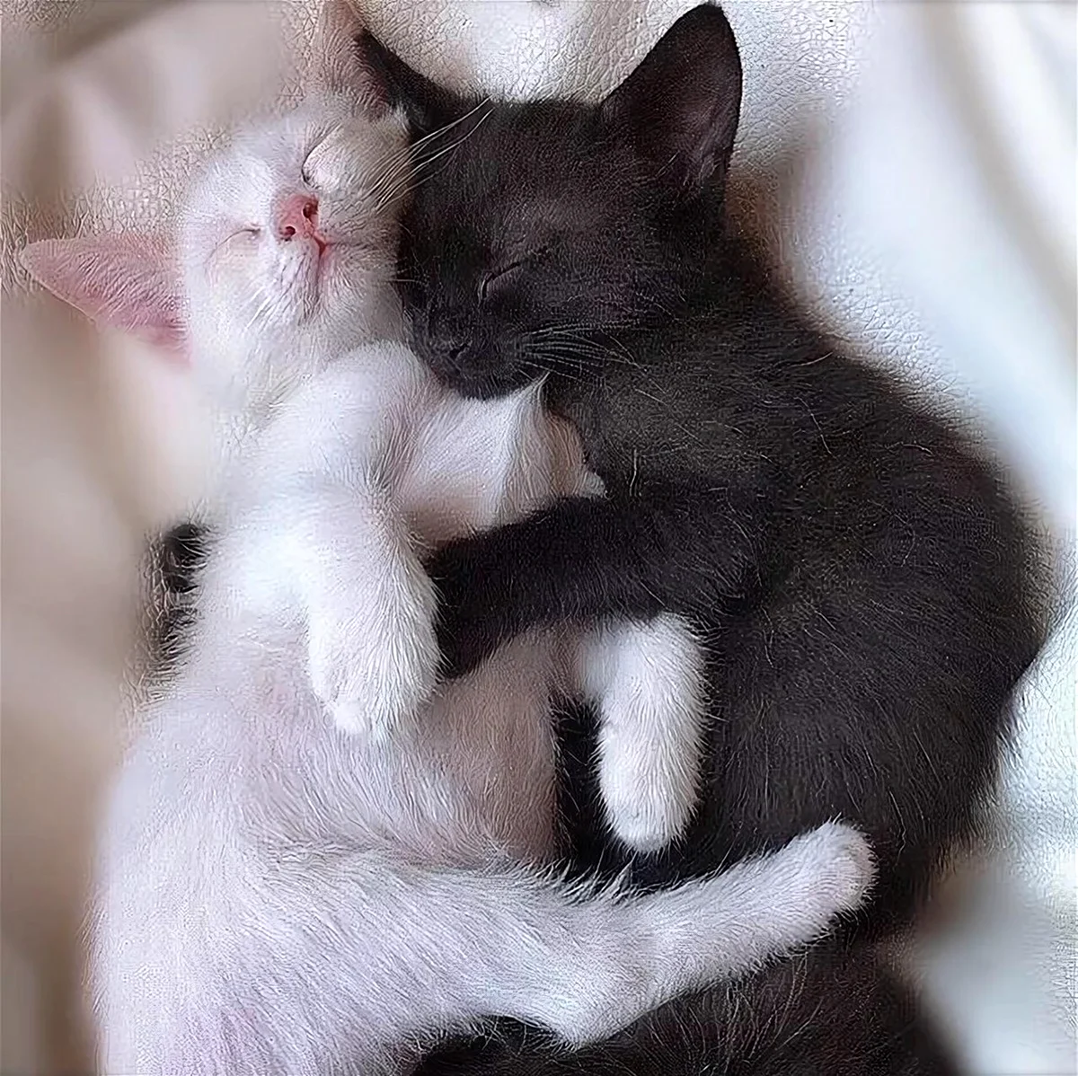 Котейки обнимаются