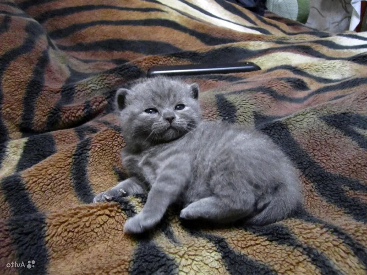 Котенок британский вислоухий котенок серенький