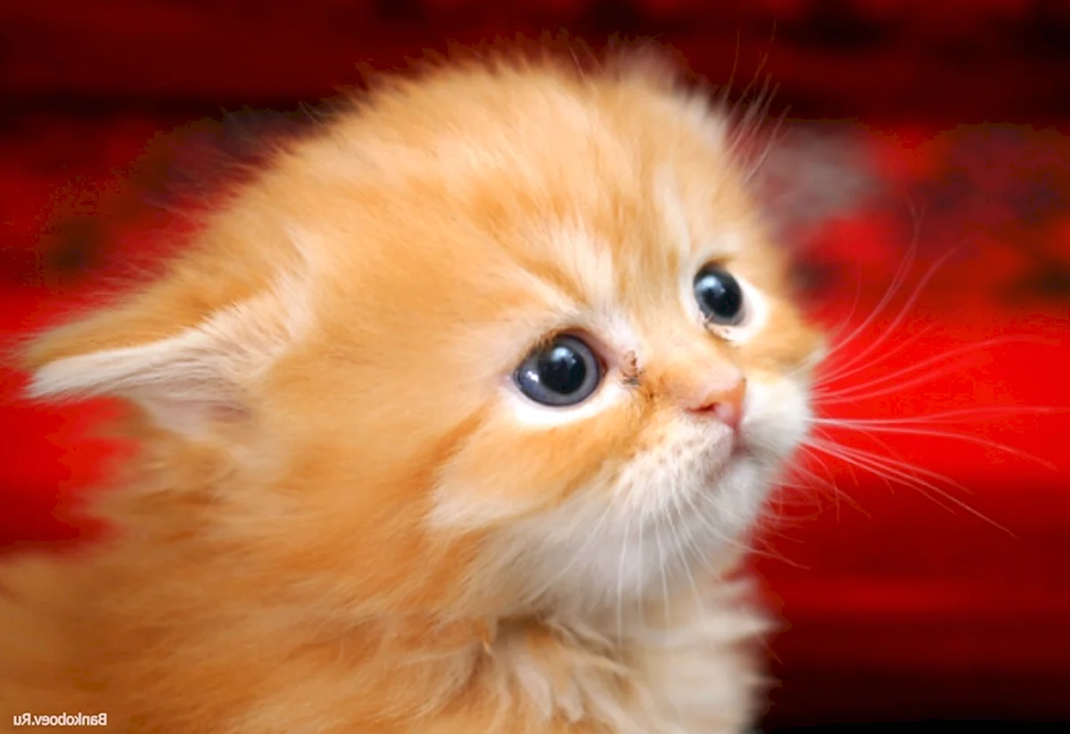 Котёнок милый пушистый рыжий