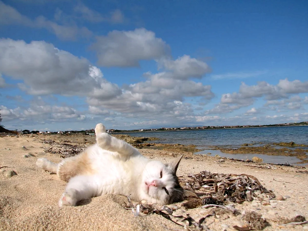 Кот и море. Кот на пляже. Котик на море. Котик в пледе. Кот отдыхает на пляже.