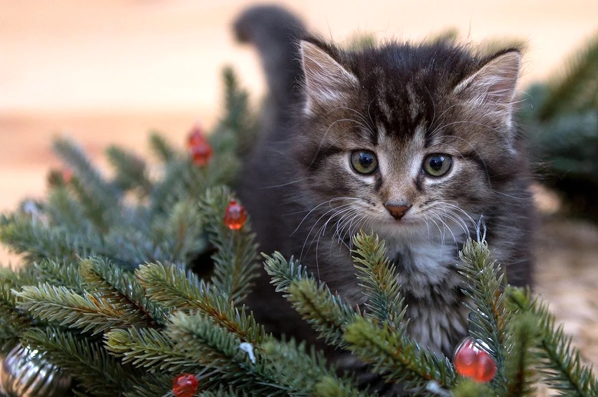 Котенок под елкой