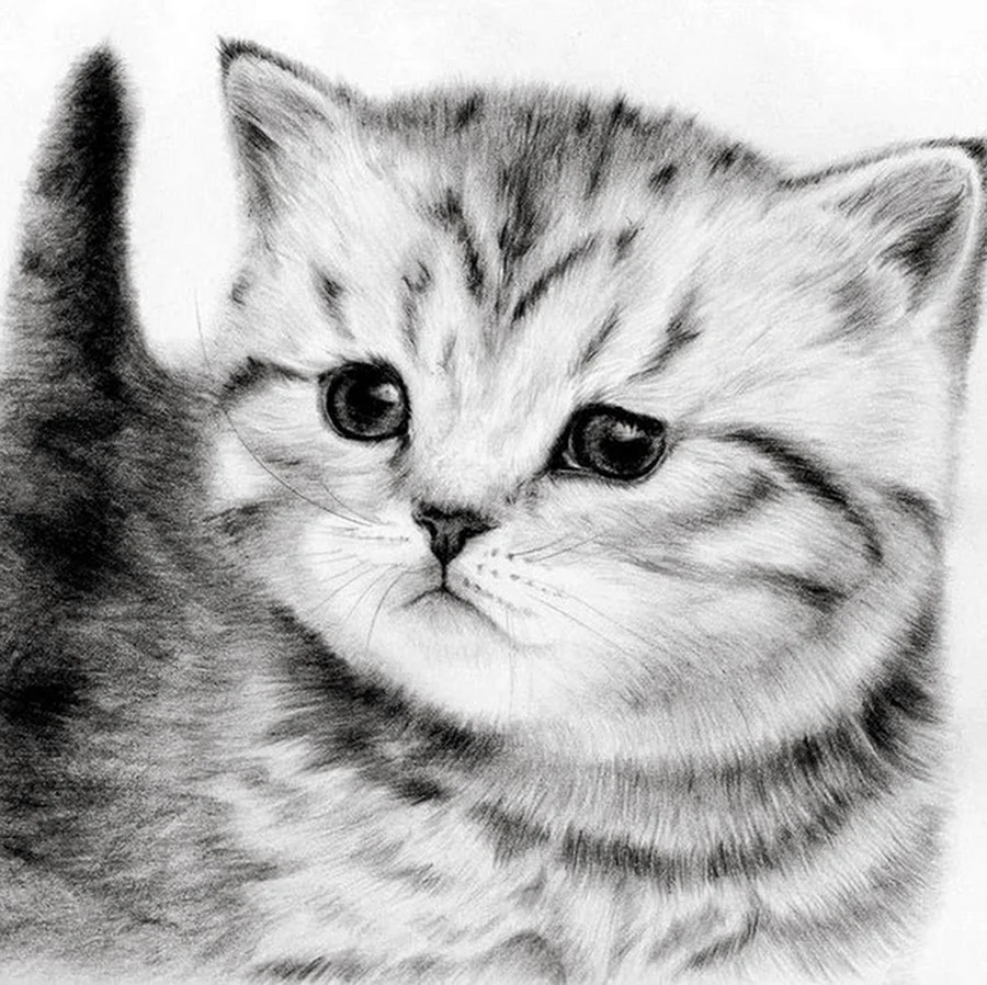 Котёнок рисунок карандашом