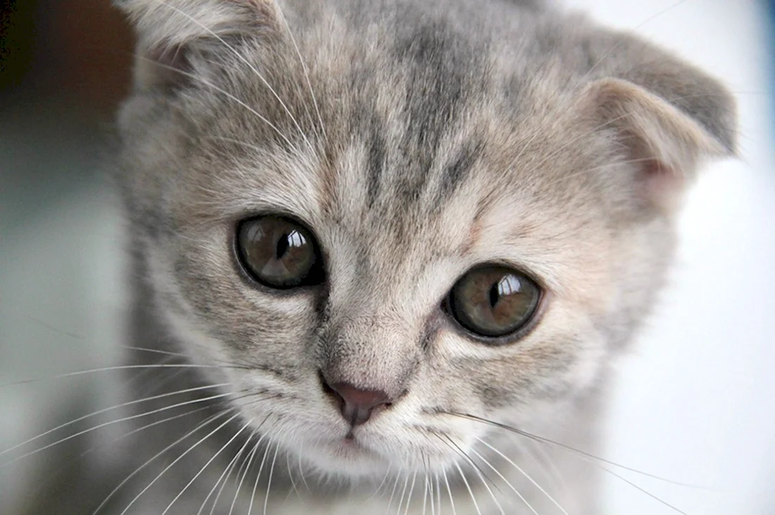 Котенок с грустными глазами
