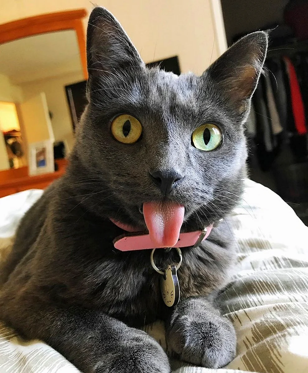 Котенок с высунутым языком