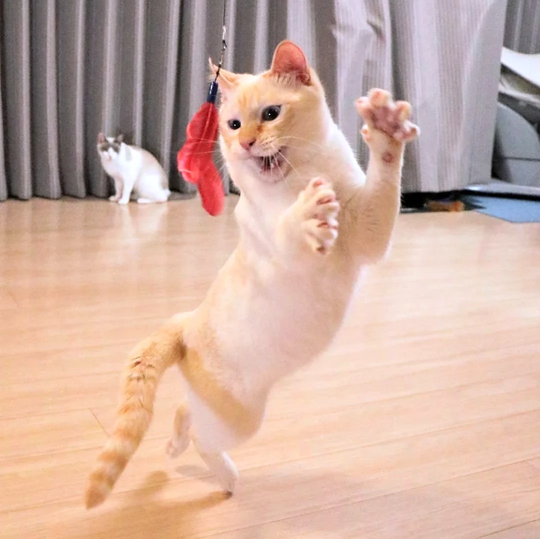 Котенок танцует