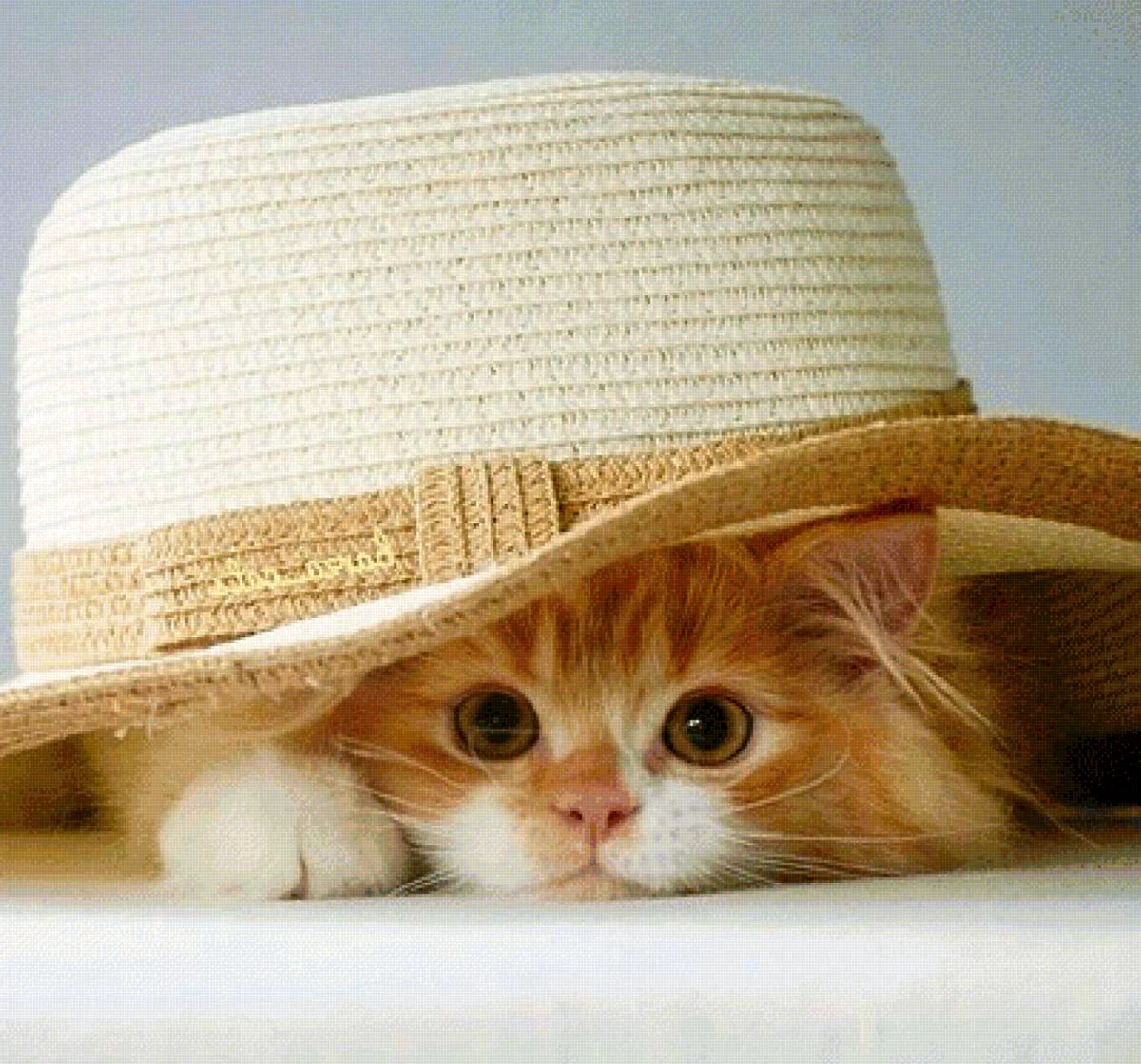 Котенок в шляпе