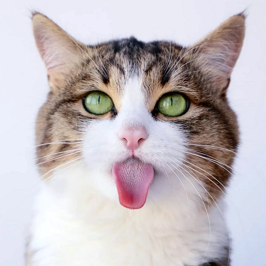 Котя с вынусамым языком