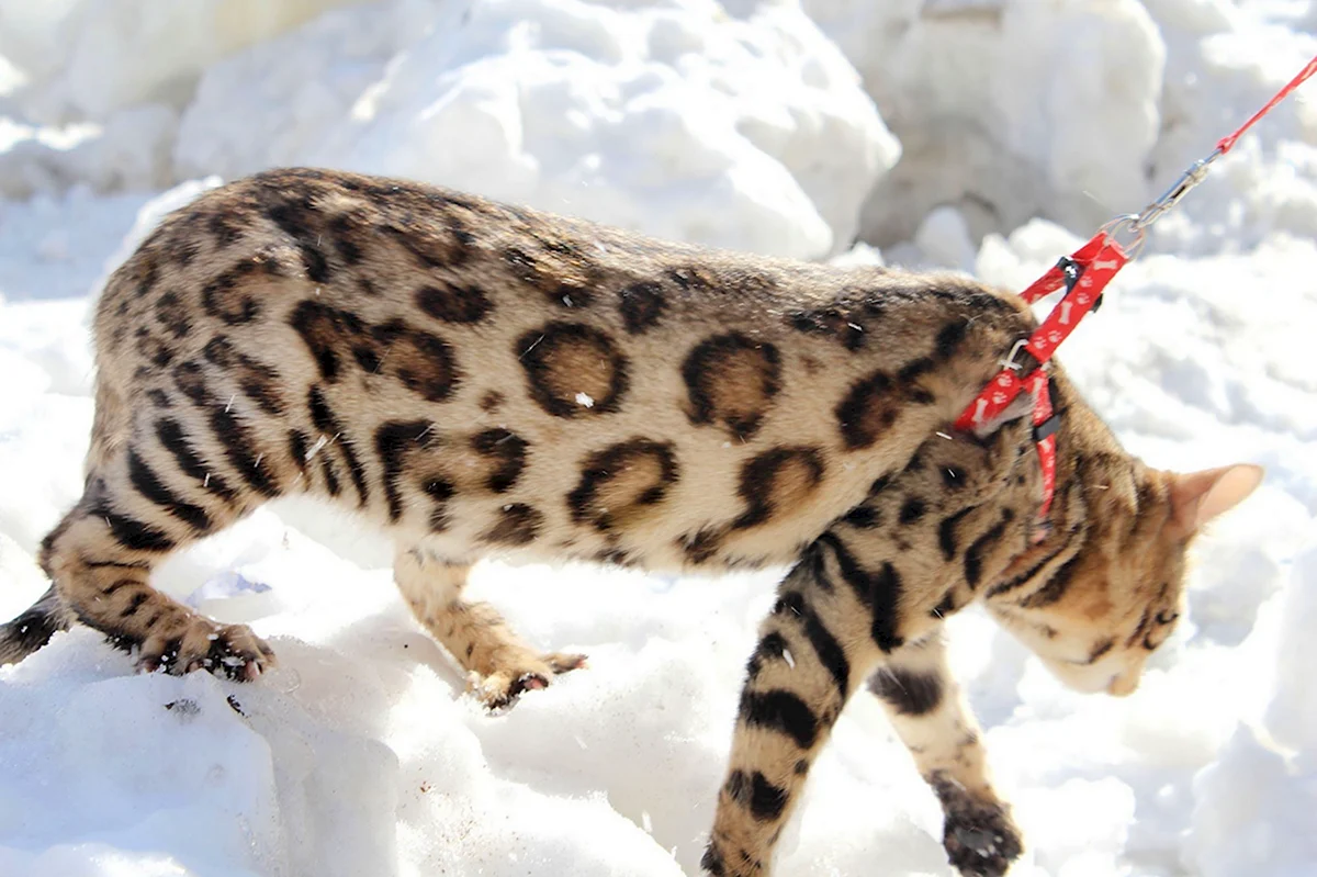 Котята бенгалы снежный Барс