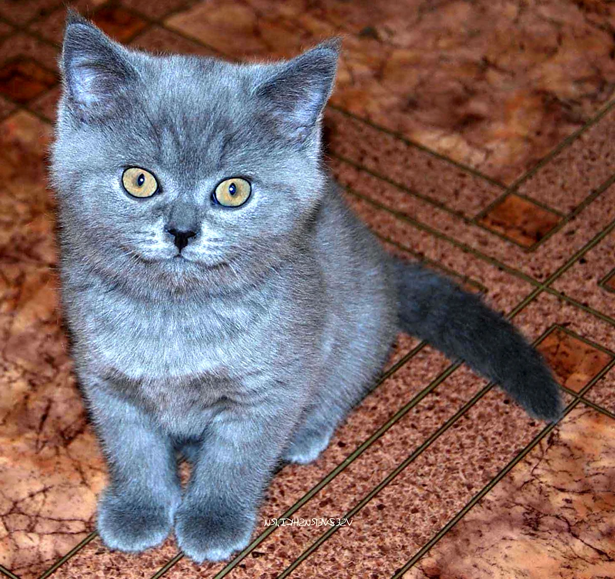 Котята британец голубой кот
