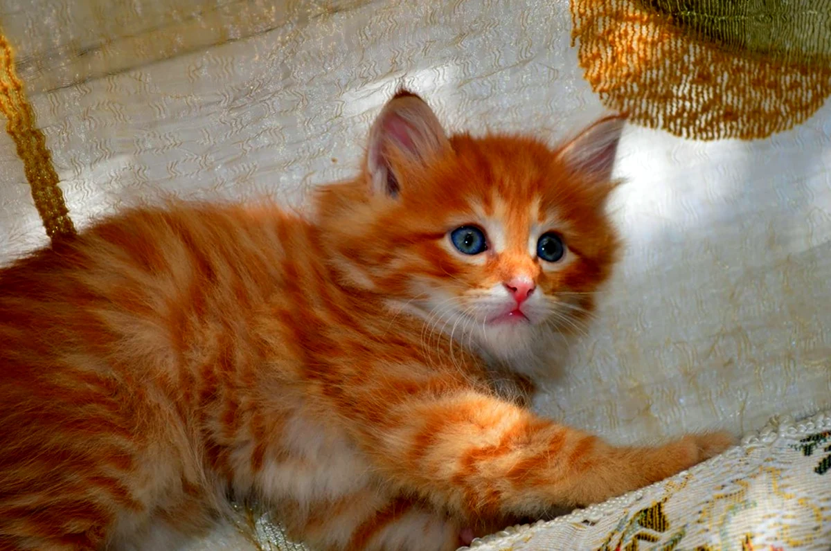 Котята сибирской породы рыжие