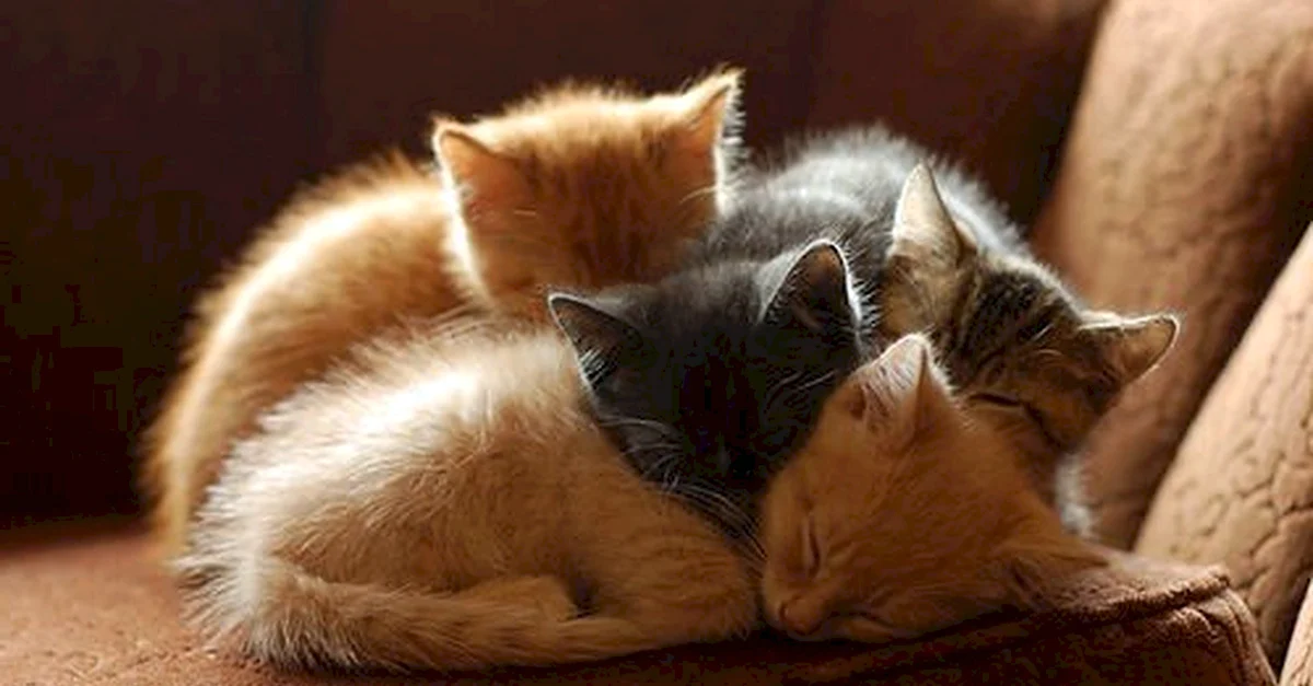 Котята спят вместе