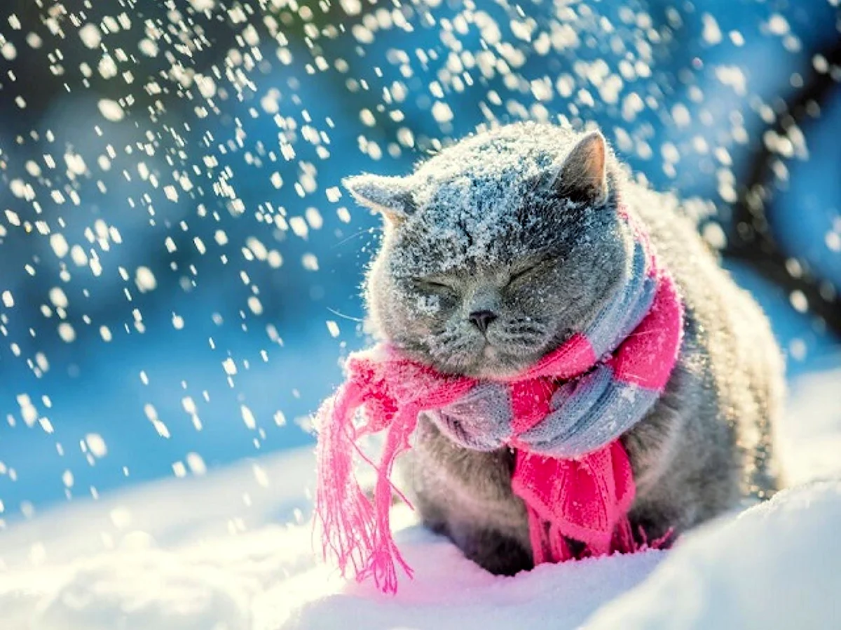 Котята зимой