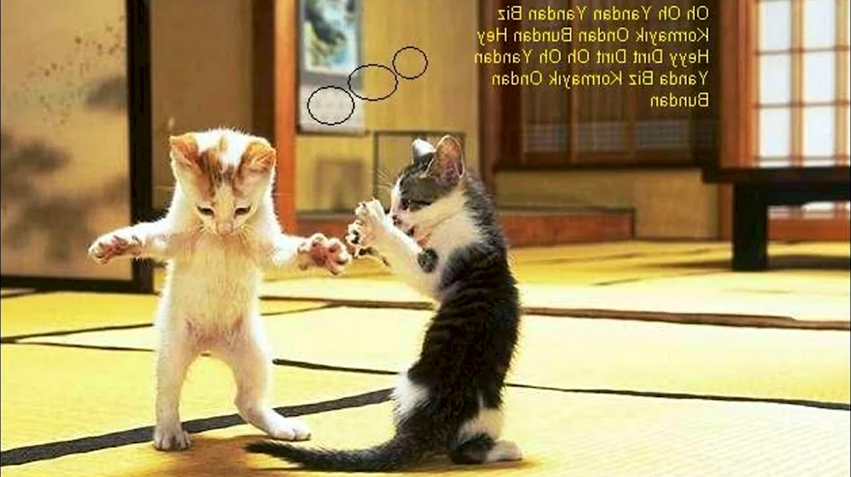 Котятки танцуют
