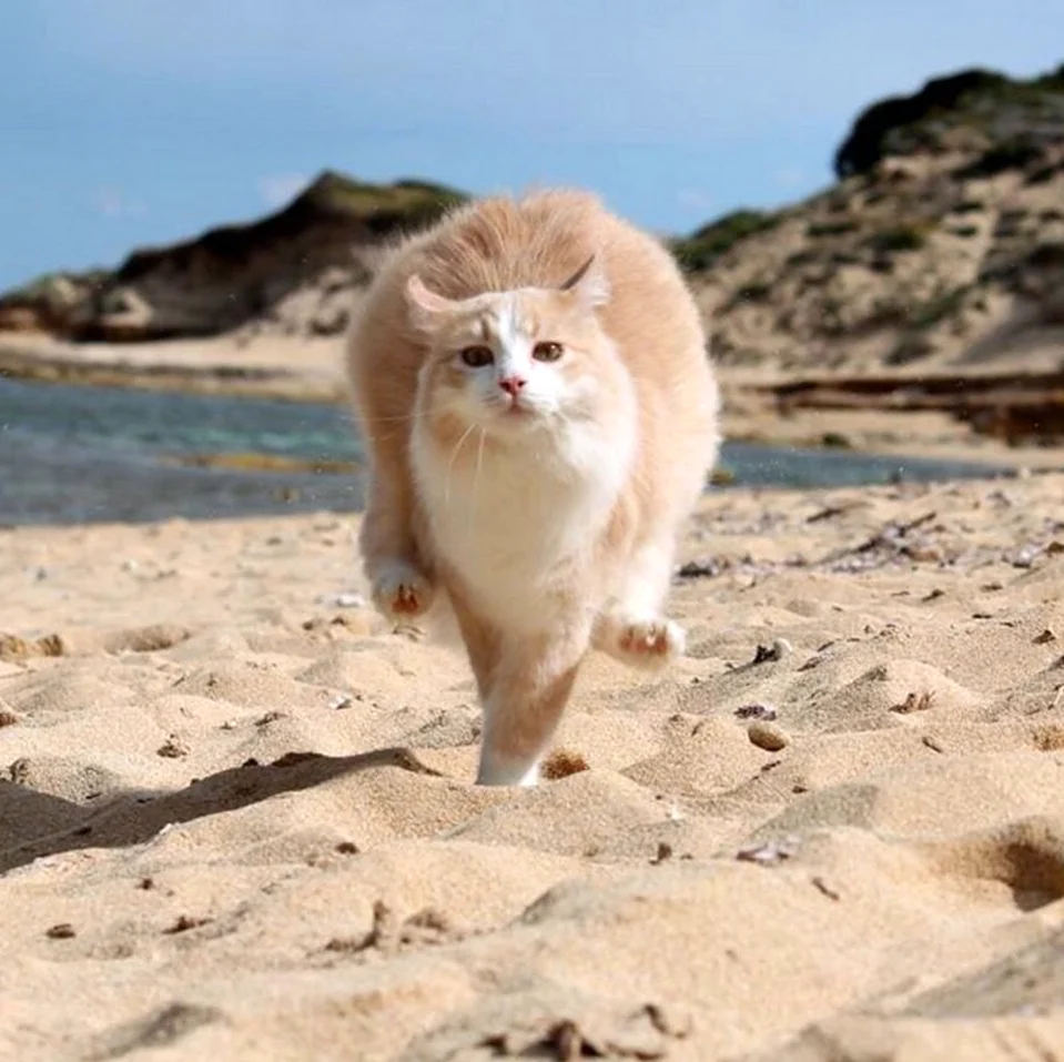 Котик на море