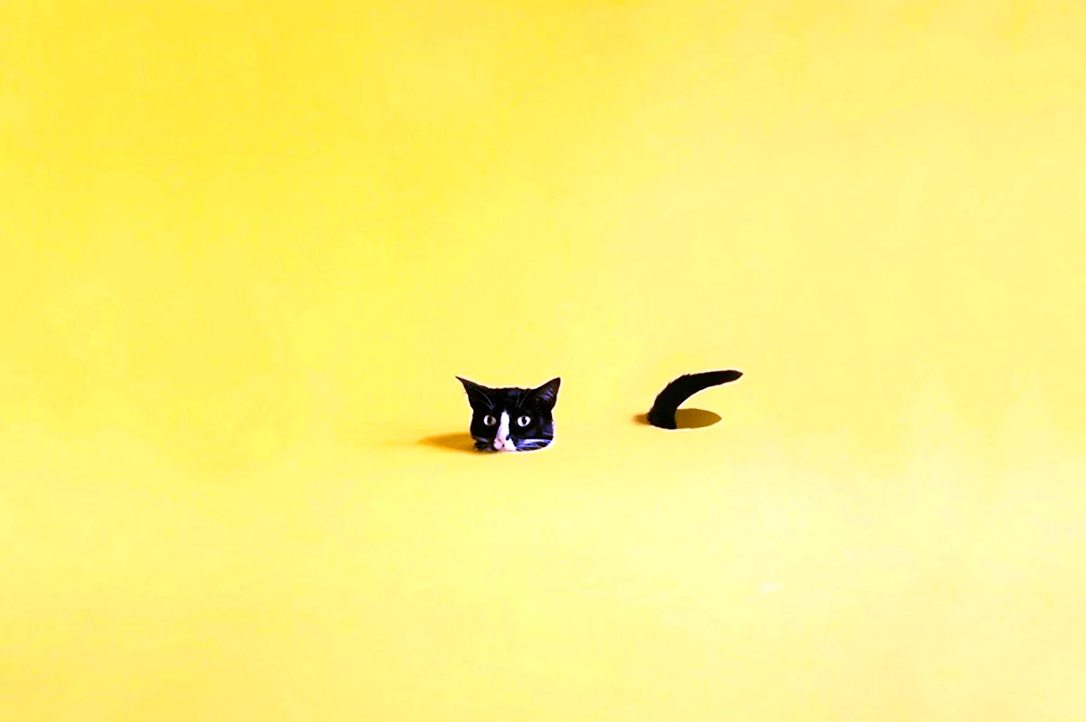 Котик на желтом фоне