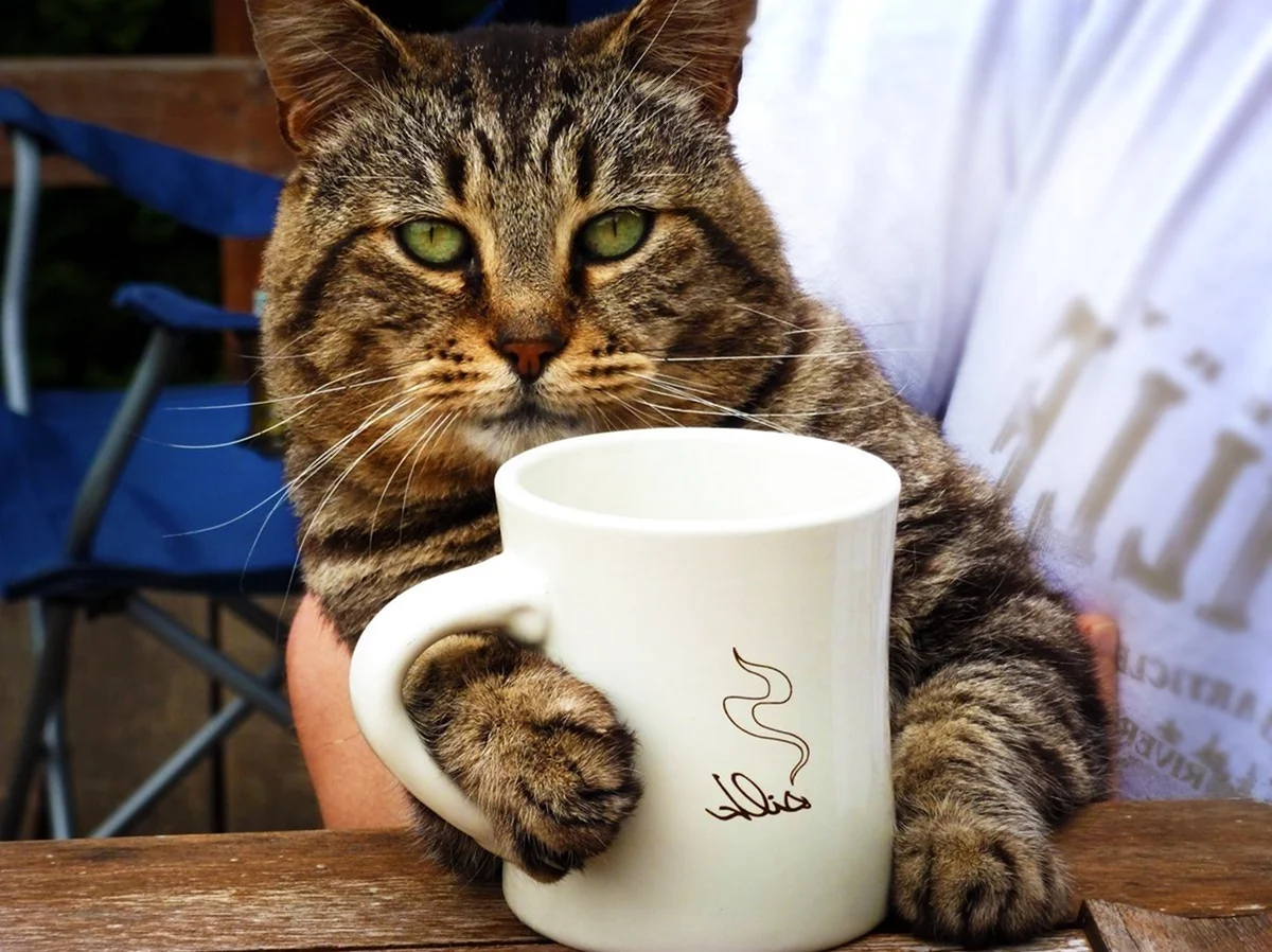 Котик пьет кофе