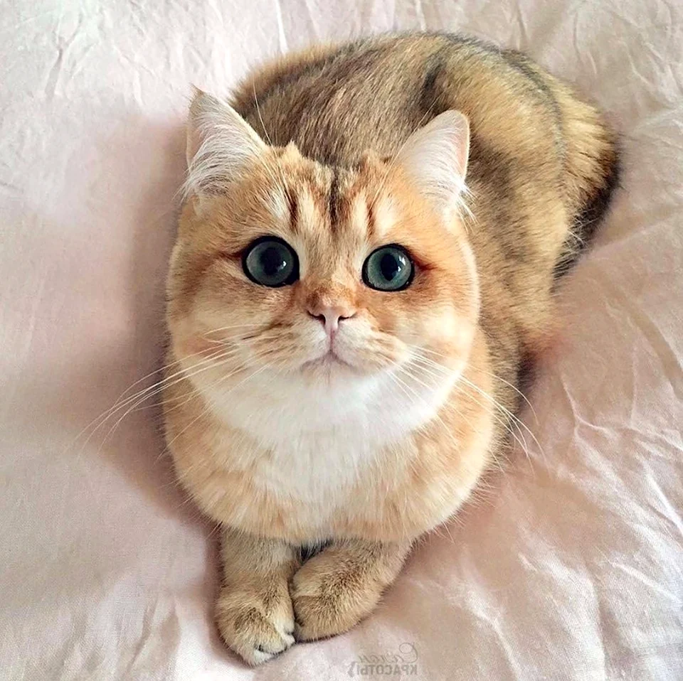 Котик с большими глазами