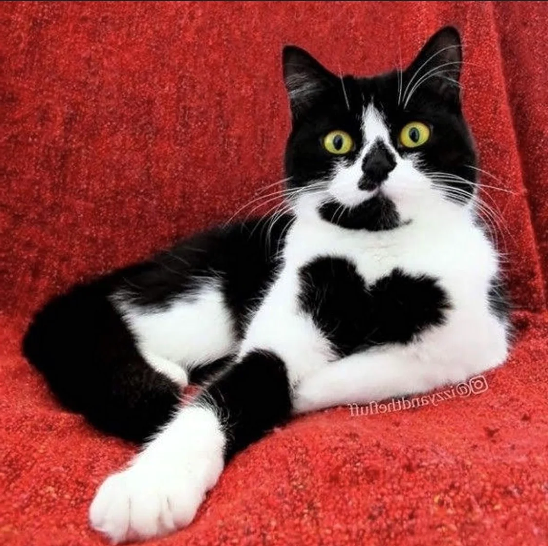 Котик с сердечками на шерсти