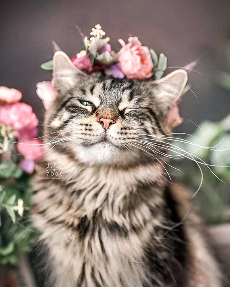 Котик с цветами фото