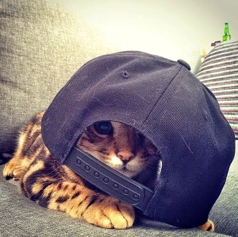 Котик в кепке