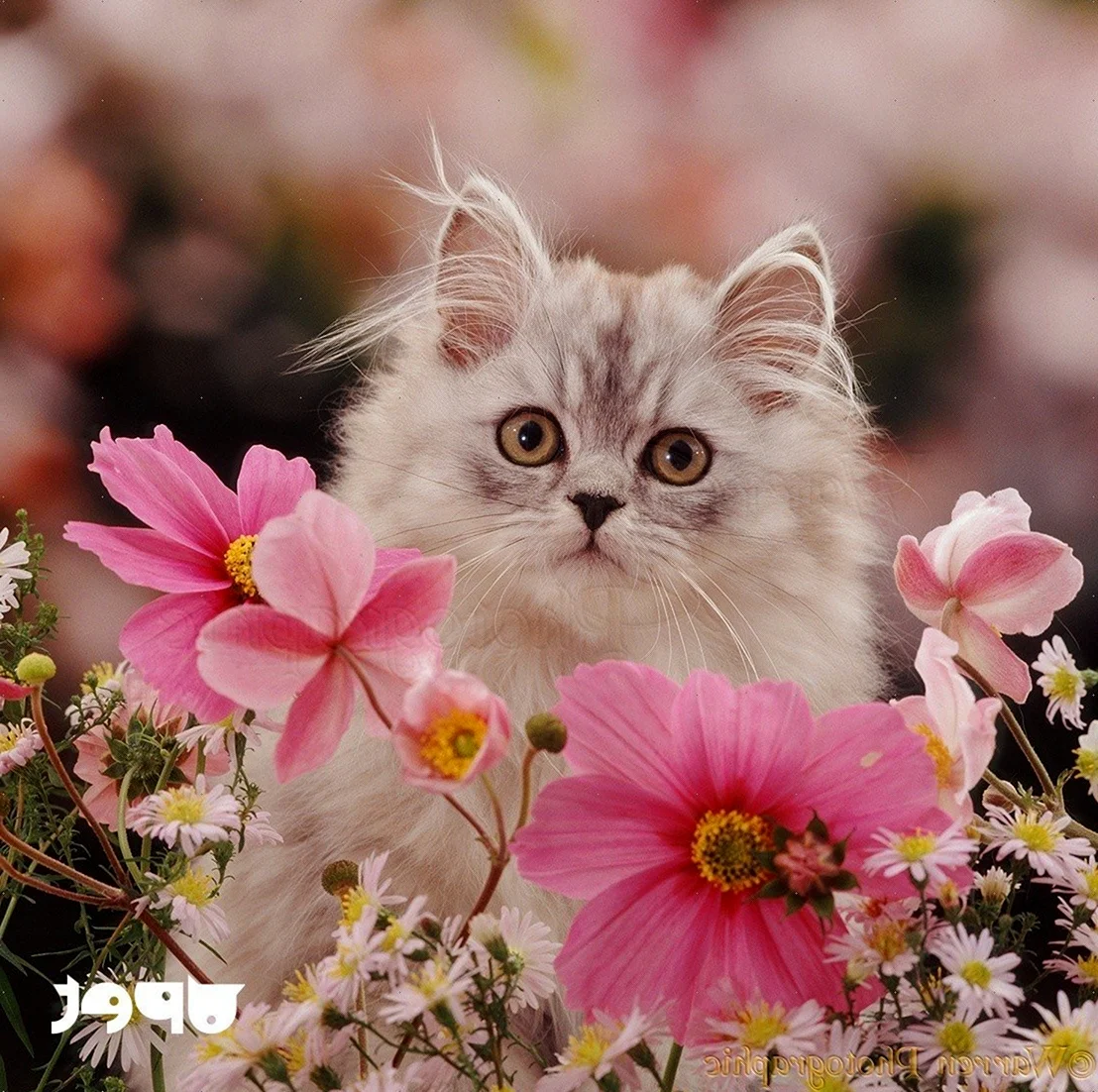 Котик в розовых цветах