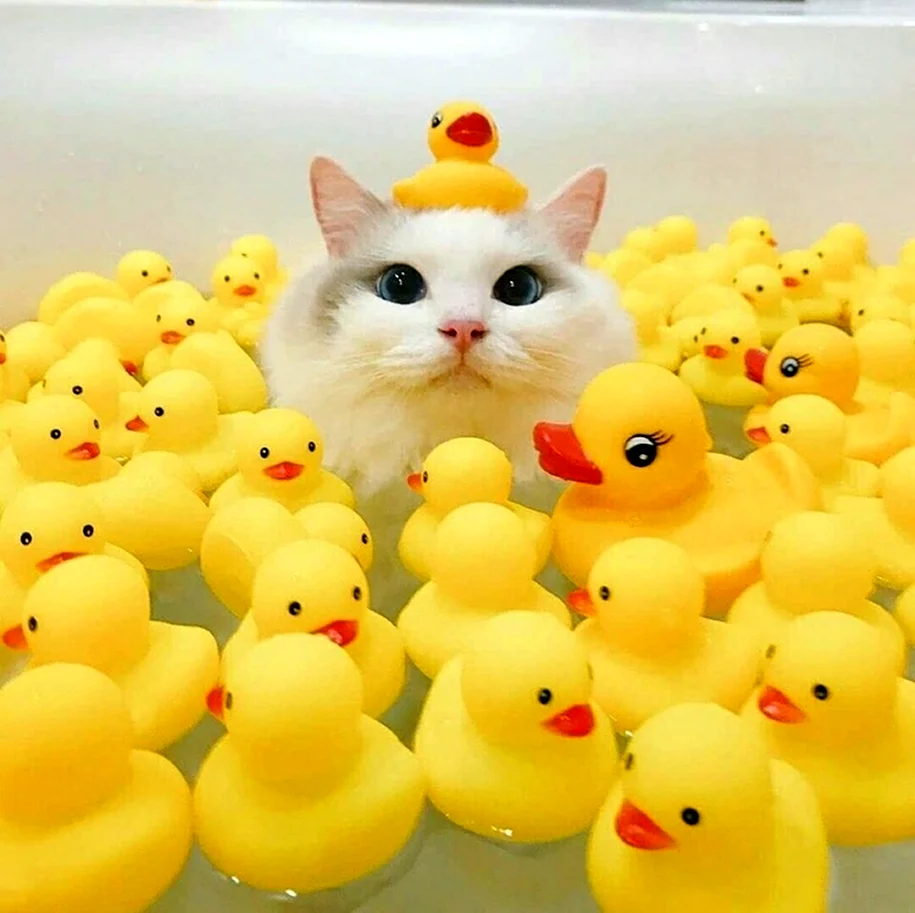 Котик в ванне с уточками
