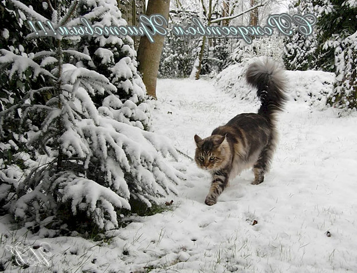 Котик в зимнем лесу